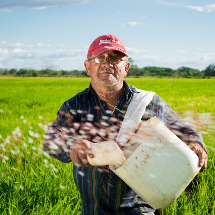 A farmer in a red cap sowing seeds in a green field in Colombia
