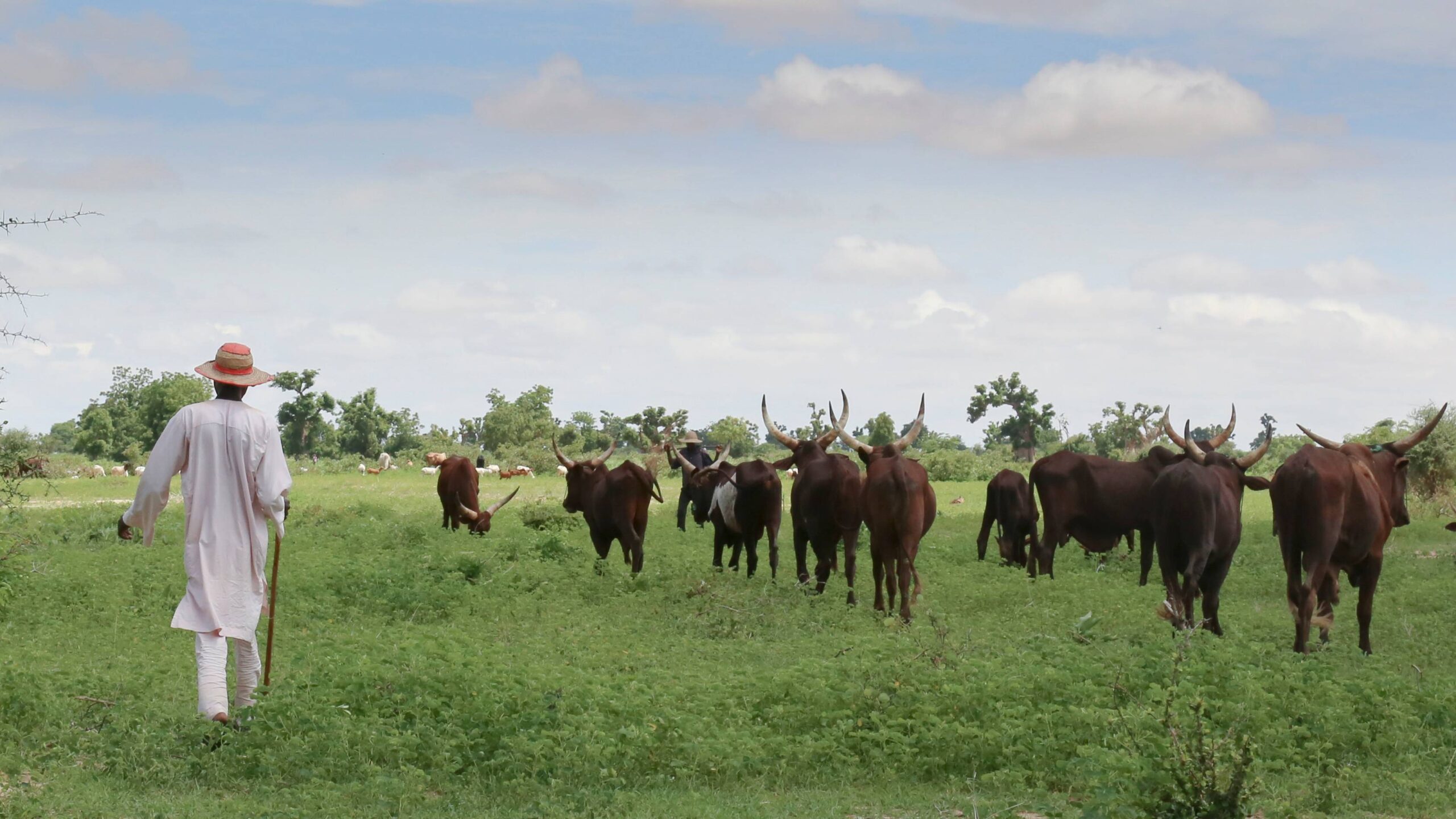 A herder in a white robe and straw hat walks with a staff behind his long-horned cattle across green pasture in northeast Nigeria, reflecting the livelihoods shaped by conflict in the Lake Chad Basin.