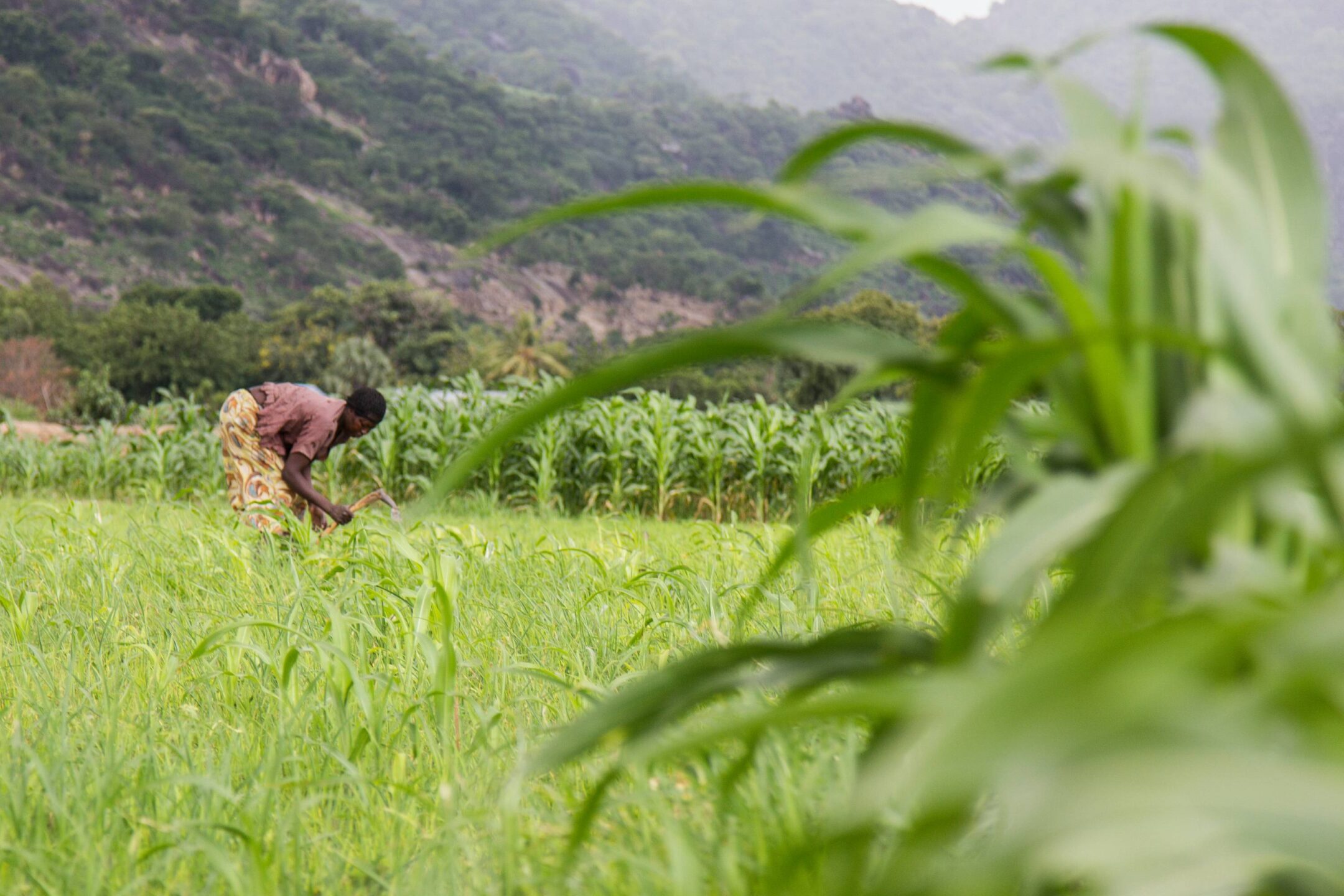 A woman bends to work her field with a hand hoe beside rows of maize near Mubi, Nigeria, after returning from displacement caused by conflict, highlighting the challenge of rebuilding civilian livelihoods.